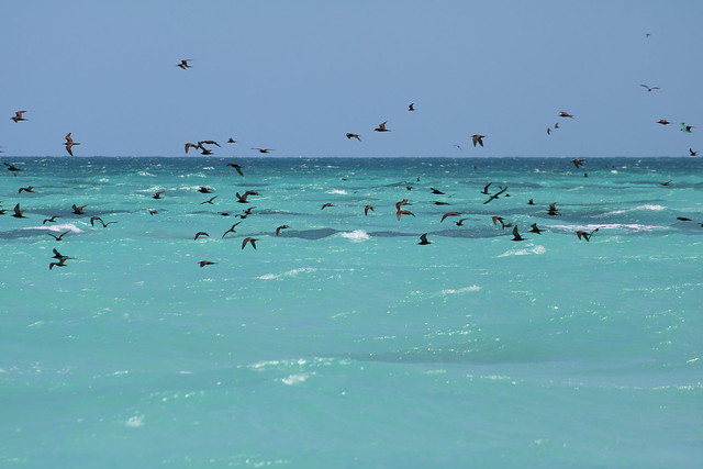 Dry Tortugas National Park