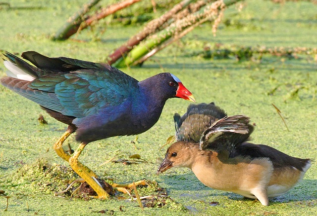 St. Marks National Wildlife Refuge