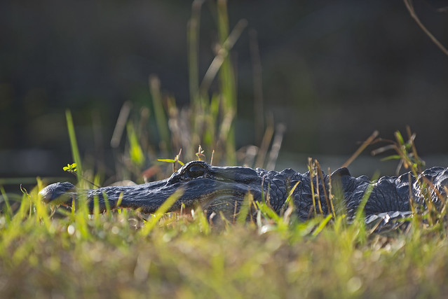 Everglades National Park: Shark Valley