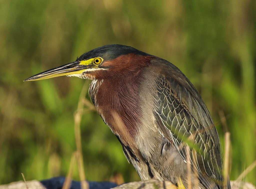 Green heron head shot by Ann Mathews
