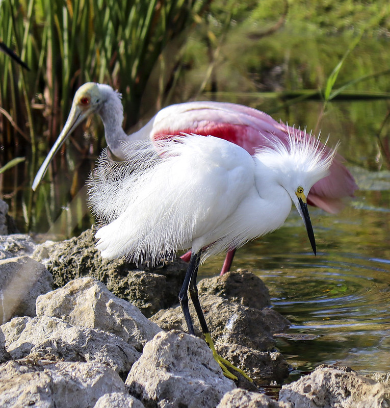 Snowy egret and spoonbill by Ann Mathews