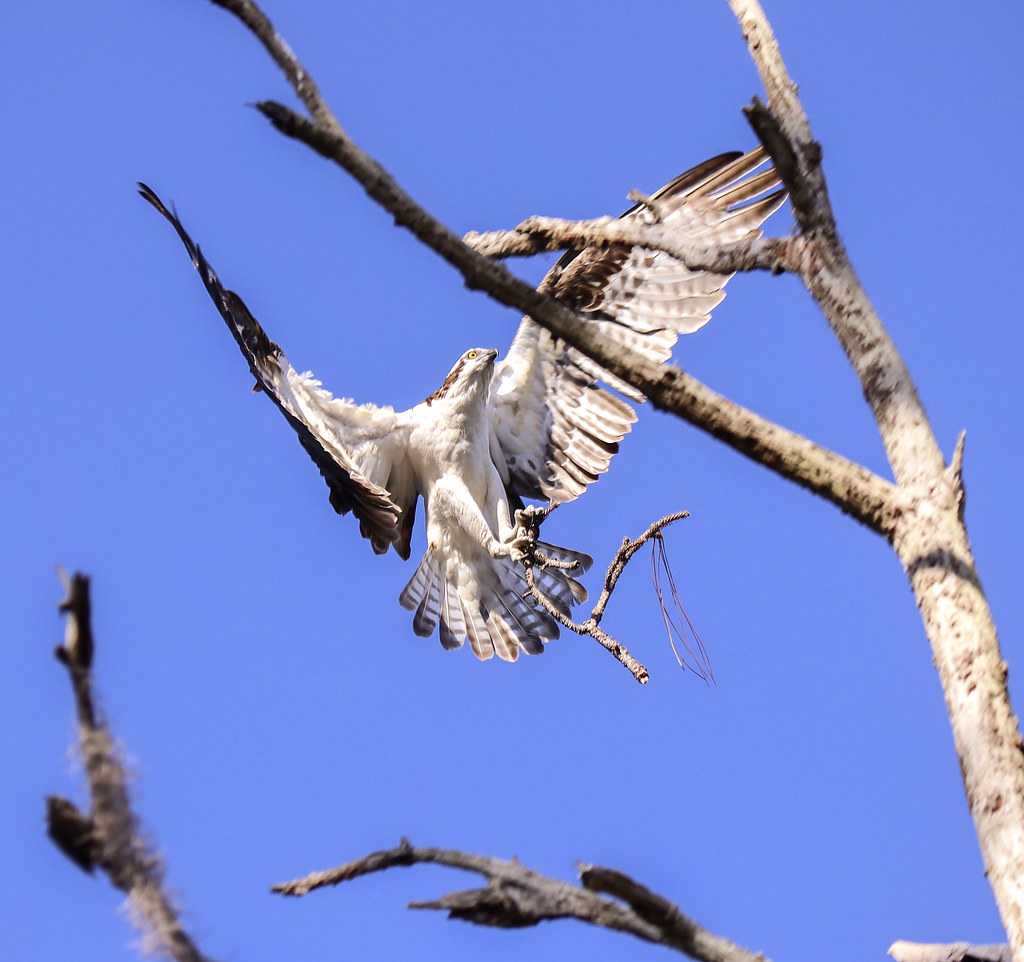 Osprey bringing stick to nest by Ann Mathews