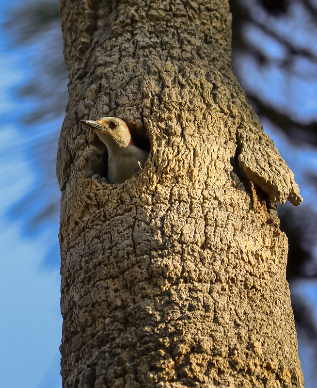 Red-bellied woodpecker by Ann Mathews