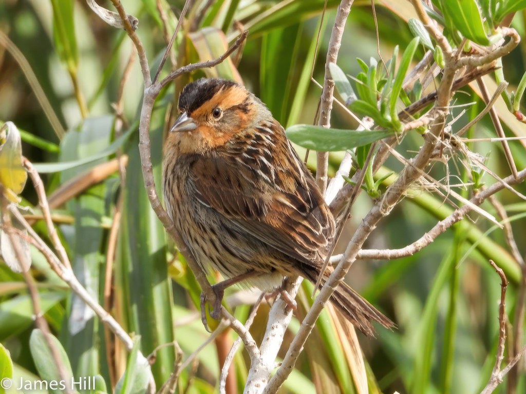 Saltmarsh Sparrow by James Hill