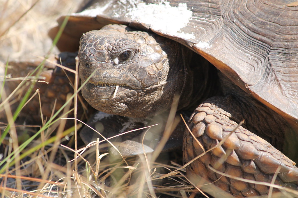 ONA Gopher Tortoise, Jupiter Inlet Lighthouse ONA by Peter De Witt