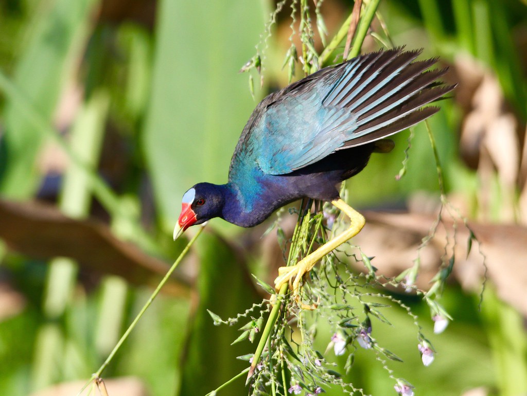Sweetwater_Wetlands_Park_Danny_Rohan6