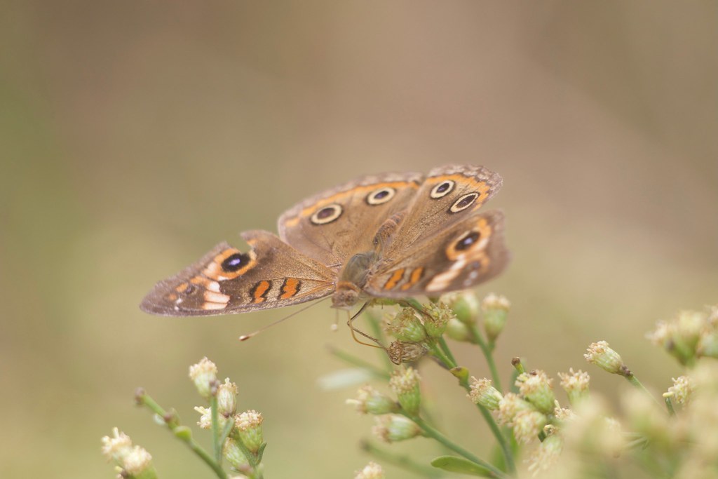 Robinson Preserve - 2
