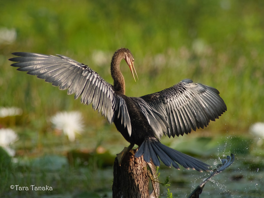 Lafayette Heritage_By_Tara Tanaka 2014-06-21 2290379 Anhinga w WM (002)