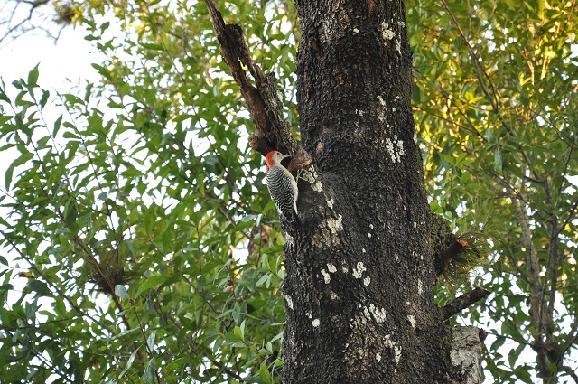 woodpecker