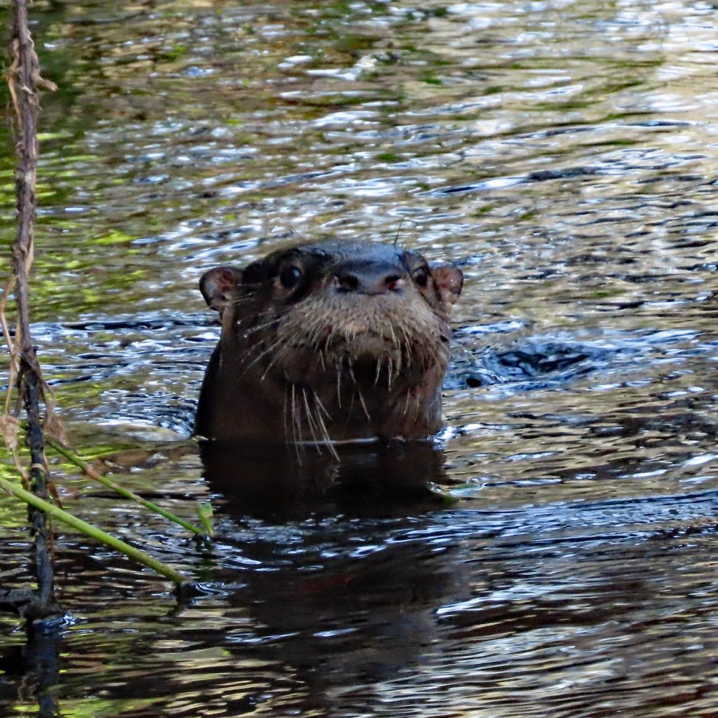 An otter pops its head out of the water.