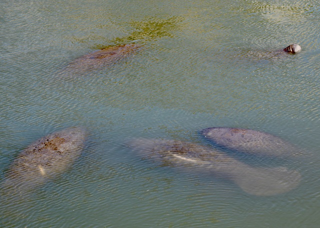 manatee
