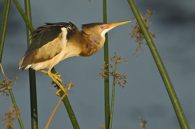 bittern